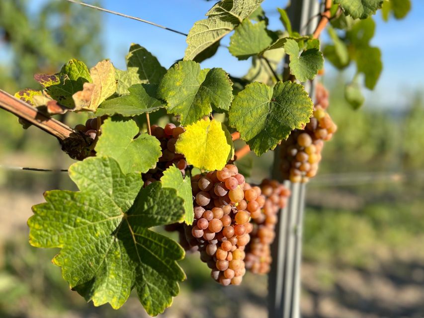 Czech Vineyards and Wine Tasting 4WD Tour with Lunch - From Prague to Třebívlice by 4WD