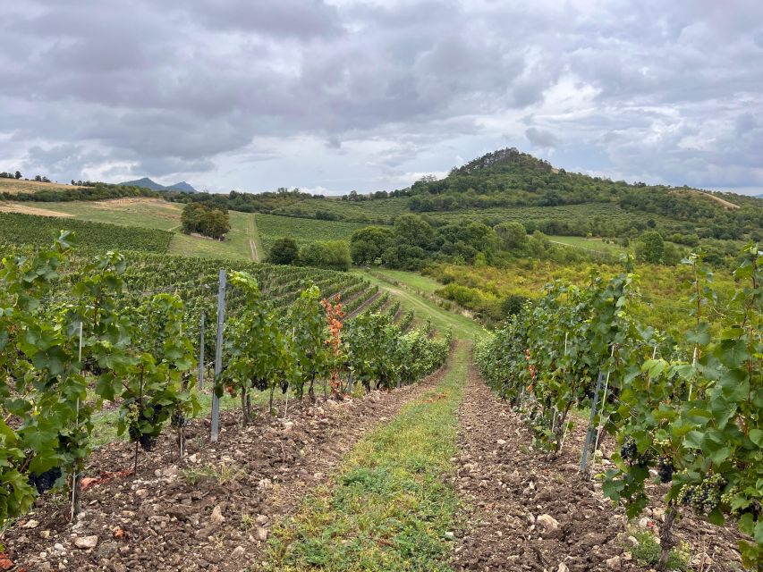 Czech Vineyards and Wine Tasting 4WD Tour with Lunch - Czech lunch with Pilsner Urquell and local lager