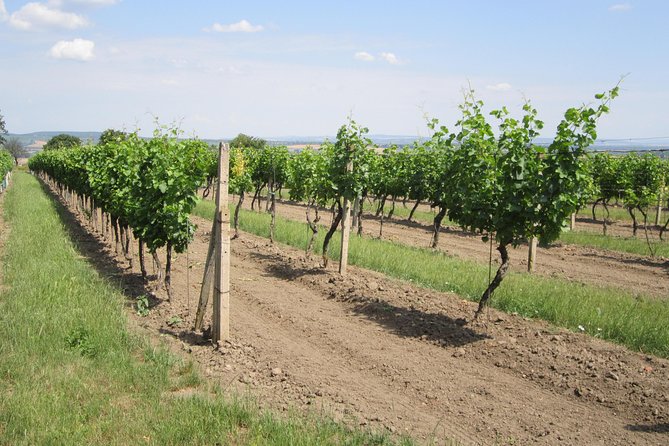 Moravian wine trails - Mikulov and the possible town element
