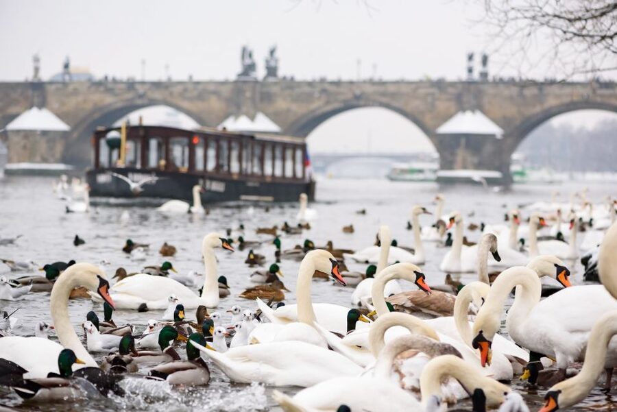 Prague: 1.5-Hour River Boat Cruise and Guided Tour - Why the walk is part of the experience
