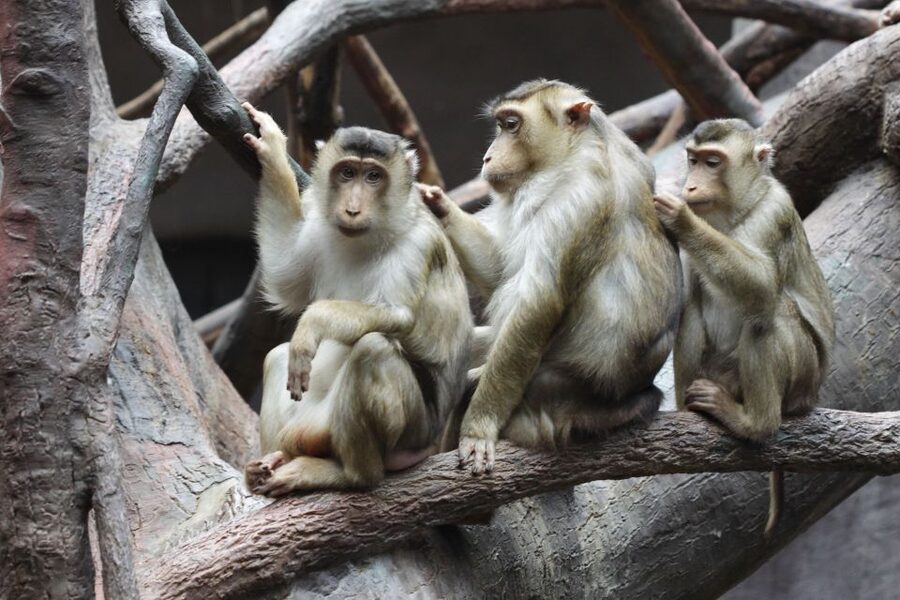 Prague: Boat Ride to the Zoo and Admission Ticket - Food, rest areas, and family appeal