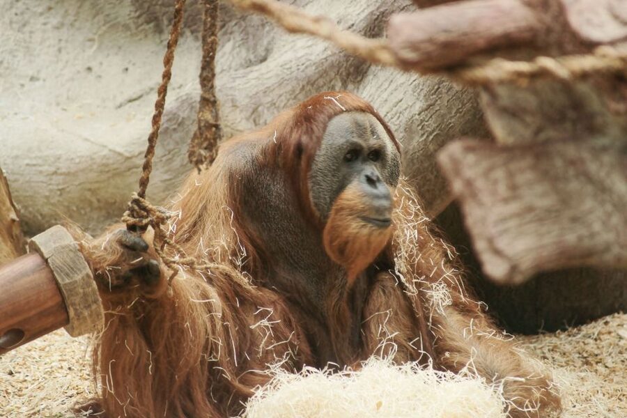 Prague: Boat Ride to the Zoo and Admission Ticket - The guides can make the difference