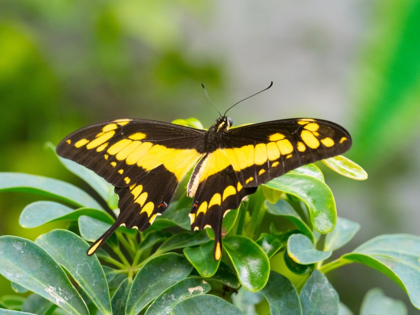 Prague: Papilonia Butterfly House - Who will enjoy Papilonia most?