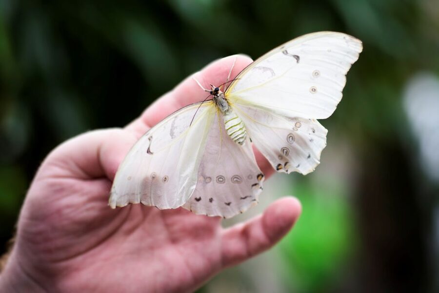 Prague: Papilonia Butterfly House - Is the $9 ticket good value?