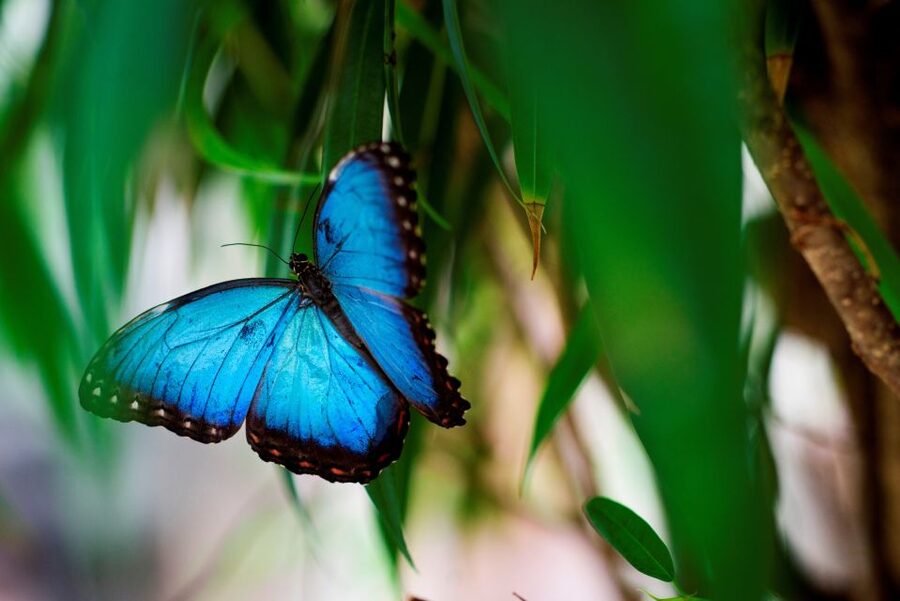 Prague: Papilonia Butterfly House - When to visit and how long to allow