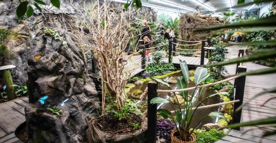 Prague: Papilonia Butterfly House - A small room filled with big wings