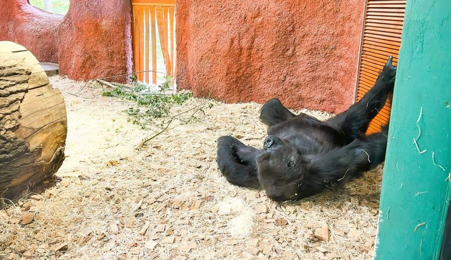 Prague: Prague Zoo Audio Guide with E-Ticket - A practical one-day route