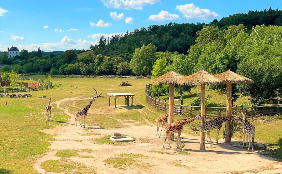 Prague: Prague Zoo Audio Guide with E-Ticket - Language choices and accessibility