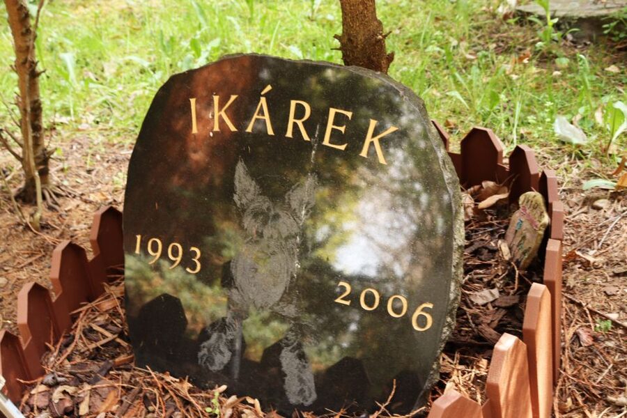Prague: Psychiatric Hospital and Abandoned Cemetery Tour - Should you book the Bohnice tour?