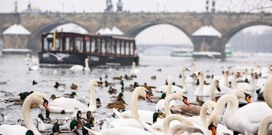 Prague: River Cruise, Charles Bridge Museum, & Walking Tour - A smart first look at Prague’s oldest center