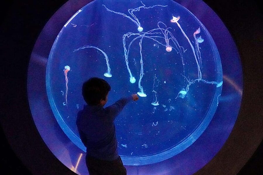 Prague: The World Of Jellyfish Entry Ticket w/ Drink - Jellyfish, light, and video mapping