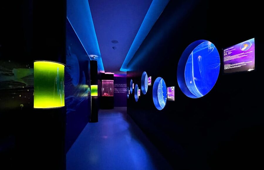 Prague: The World Of Jellyfish Entry Ticket w/ Drink - Practical planning for your visit