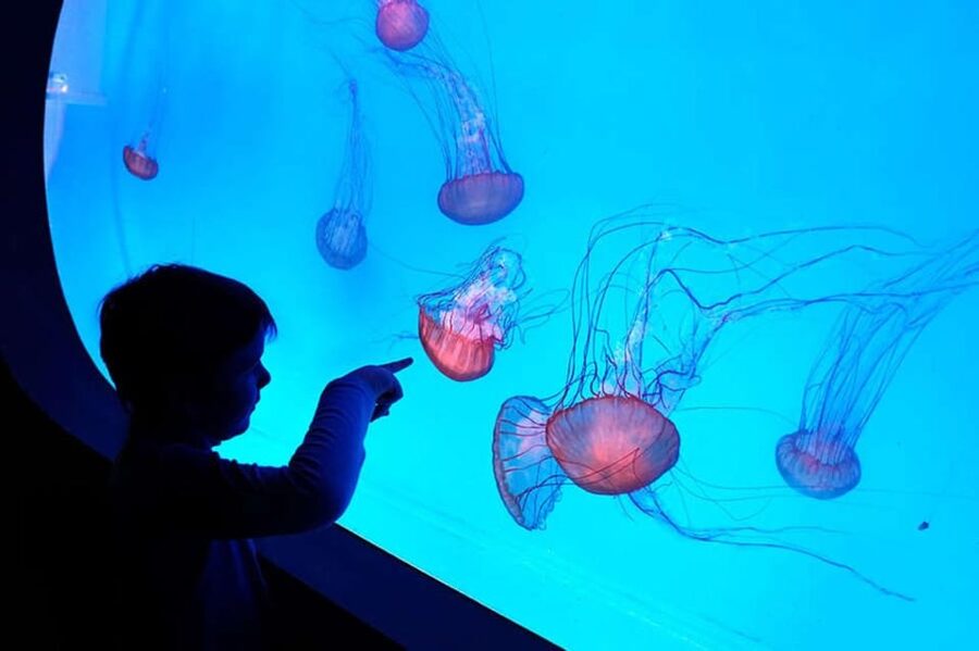 Prague: The World Of Jellyfish Entry Ticket w/ Drink - Why the location at Arkady Pankrac matters