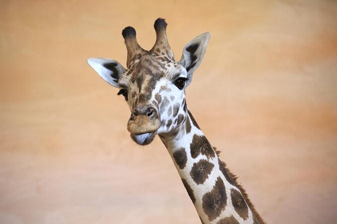 Prague Zoo Admission Ticket including Round Trip Transfer - A Private Ride to Prague Zoo, Then Your Own Day