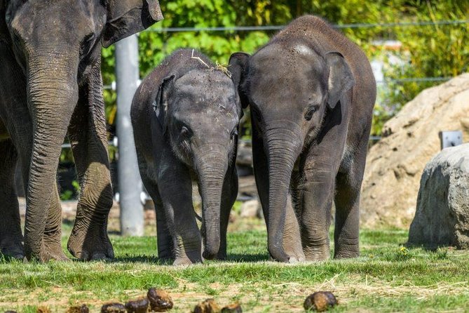 Prague Zoo Admission Ticket including Round Trip Transfer - Six Hours Among 10 Kilometers of Paths