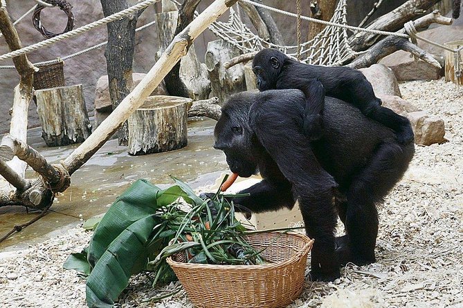 Prague Zoo Admission Ticket including Round Trip Transfer - What the $76 Price Really Covers