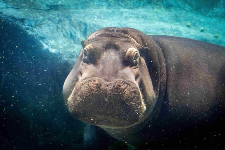 Prague Zoo: Skip-the-Line Entry Ticket - Key points before you go