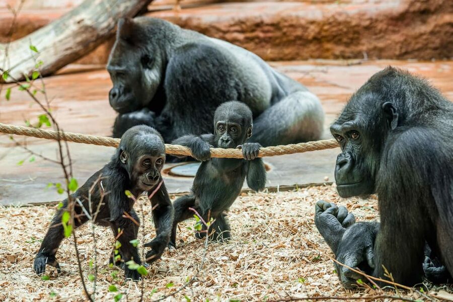Prague Zoo: Skip-the-Line Entry Ticket - Start early for quieter paths and active animals