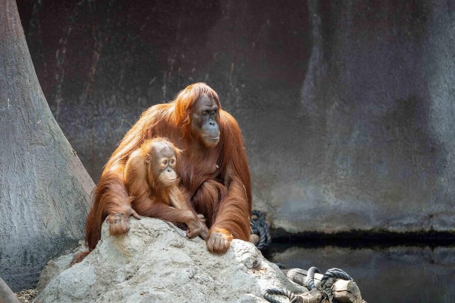 Prague Zoo: Skip-the-Line Entry Ticket - What you may see across the zoo