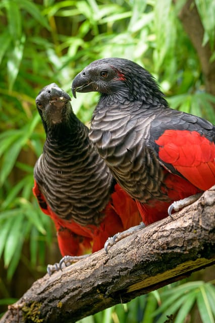 Prague Zoo: Skip-the-Line Entry Ticket - Large habitats and a clear focus on animal care