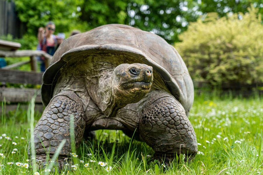 Prague Zoo: Skip-the-Line Entry Ticket - Food, drinks, and a practical lunch stop