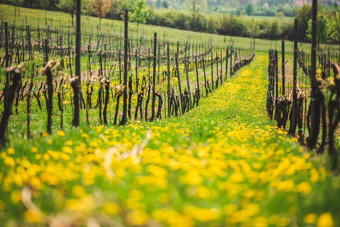 Private PICNIC in Bohemian Vineyards and Wine Tasting 4WD Tour - Extra stops that can add character