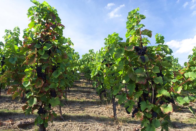Wine Tasting Day Trip from Prague to Melnik - Six wines in a cellar dating to the 14th century